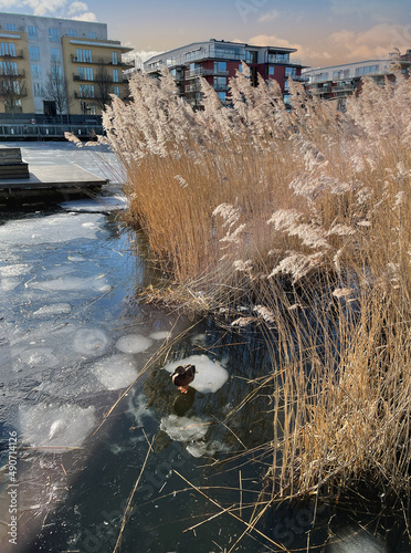 Duck on ice