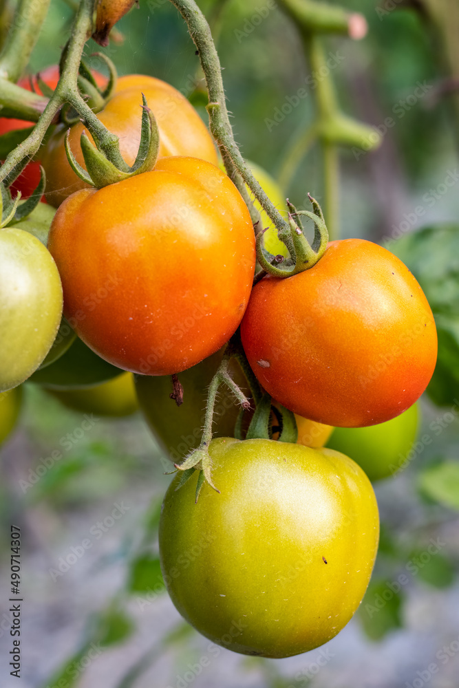 Delicious ripe tomatoes hanging inside of an agricultural farm close up shot