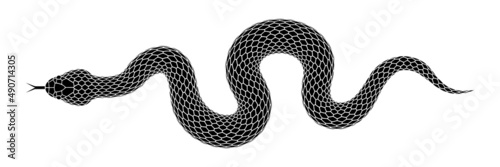 Fotografie, Obraz Vector elongated snake silhouette illustration