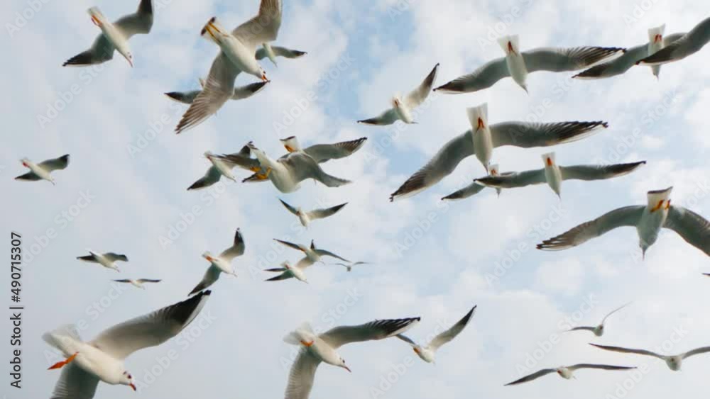 Slow motion shot of seagulls flying over calm ocean. At Okha port, Gujarat, India Slow motion shot of seagulls flying over calm ocean. At Okha port, Gujarat, India