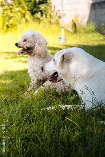white dogs in the grass