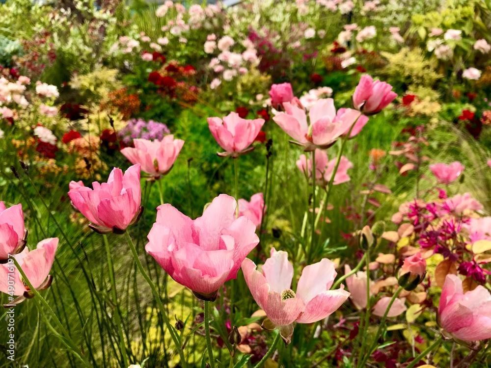 ピンク色を基調とした多種類の花が咲いている花壇 ピンク色を基調とした多種類の花が咲いている花壇
