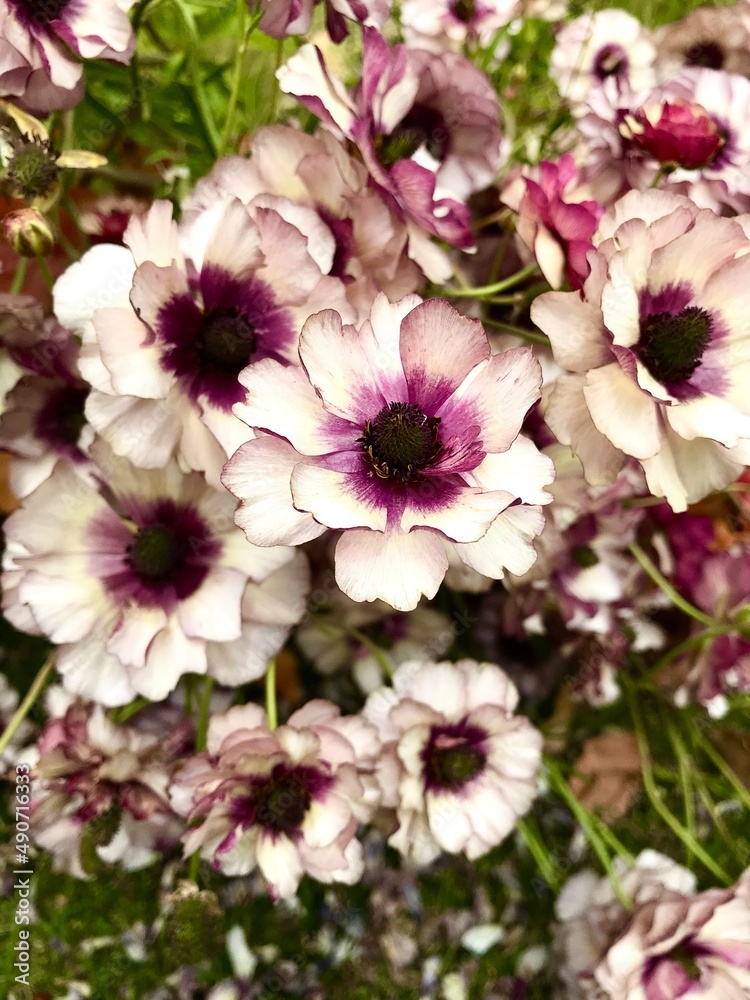 白と赤紫のグラデーションの花 白と赤紫のグラデーションの花