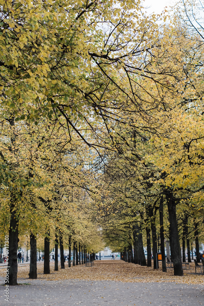 Autumn trees down the avenue 