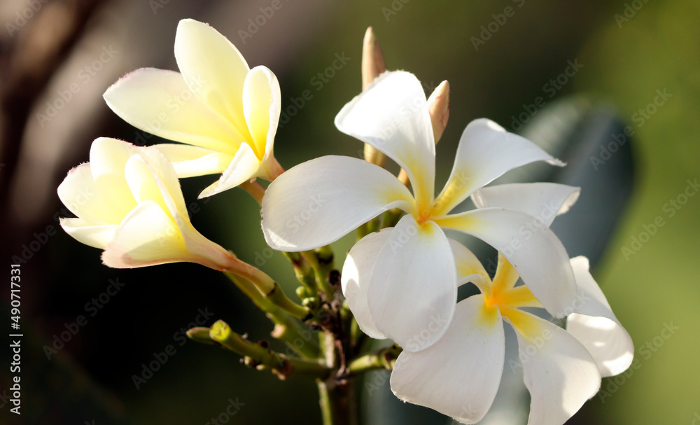 Fototapeta premium White beautiful flower Aralia White flower blossom nature greenery and blur background