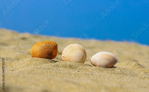 Summer photo of shells on the beach and free space for your decoration. Sea Shell In the Sand. Colorful shells on the beach.