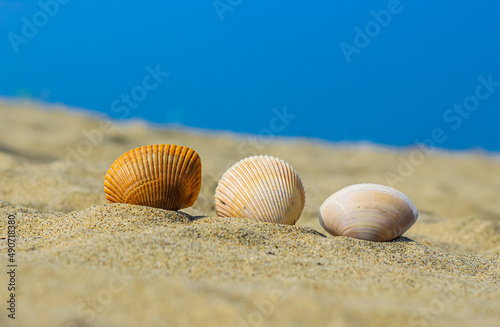 Summer photo of shells on the beach and free space for your decoration. Sea Shell In the Sand. Colorful shells on the beach.