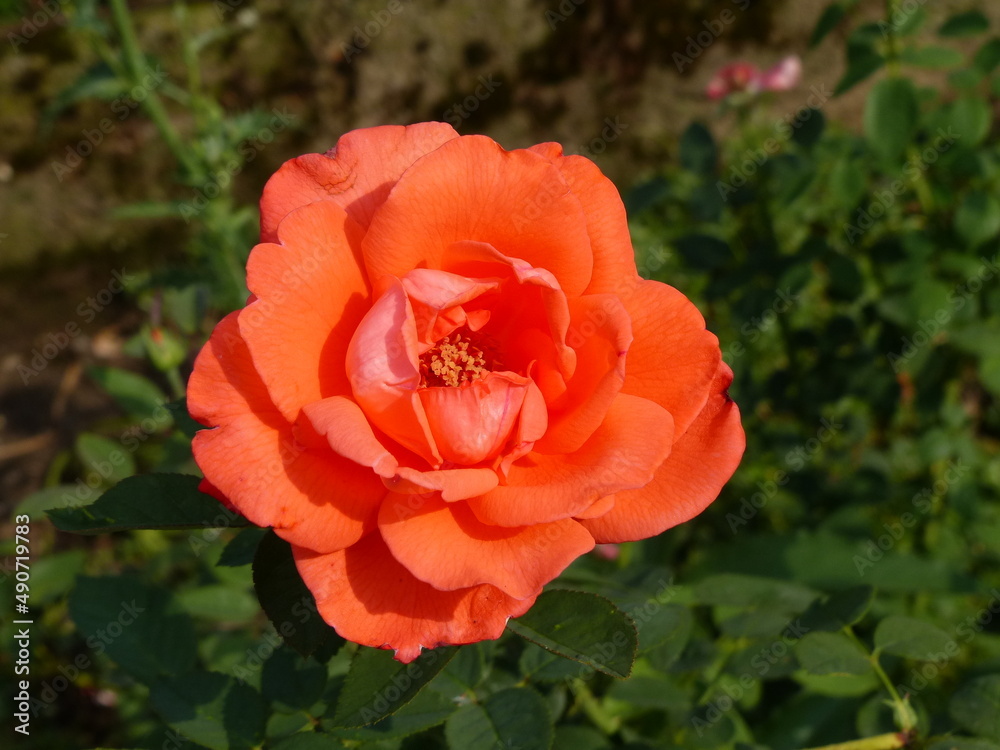beautifully colored rose on a green background beautifully colored rose on a green background
