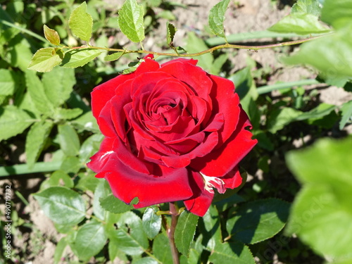 red rose on a green background