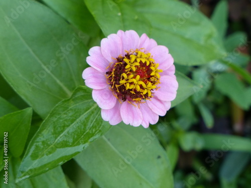 pink flower on green background