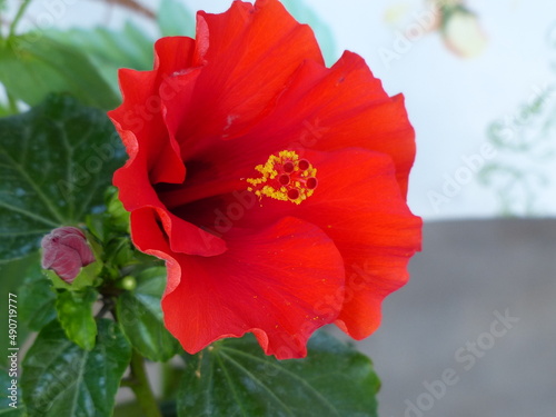 velvety red flower on a green background