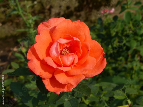 beautifully colored rose on a green background