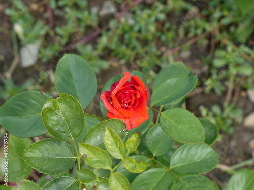 beautiful rosebud on green background
