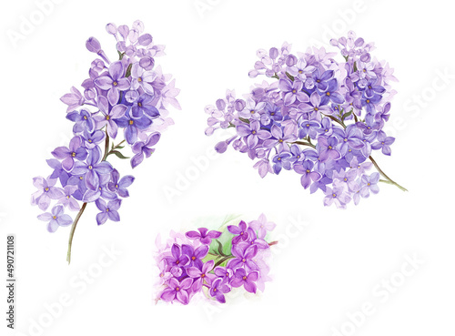 Watercolor set of different lilac branches isolated on white background.
