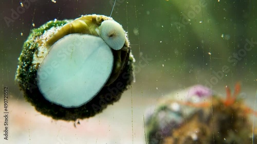 snail eating algae on the glass of an aquarium with a paguro crawling at the background photo