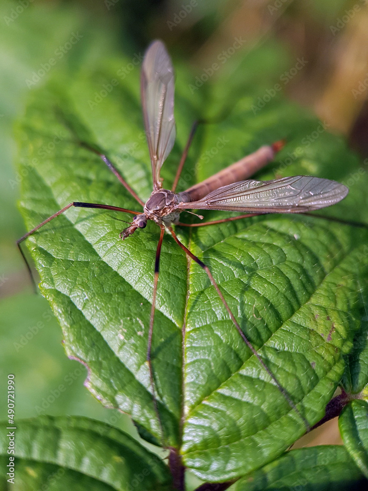 Crane fly on leaf Crane fly on leaf
