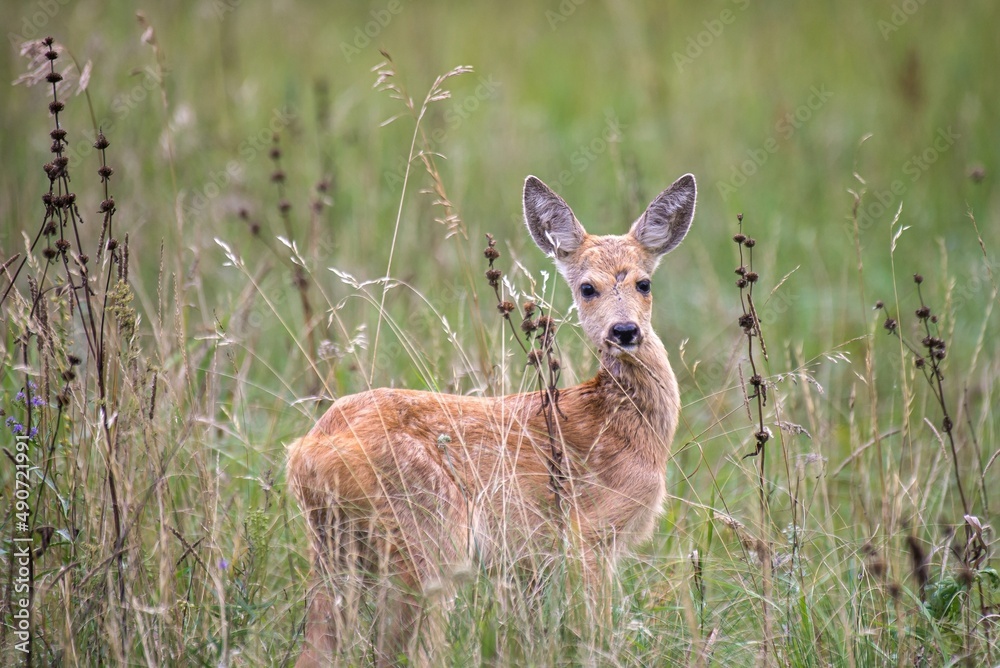 deer in the grass