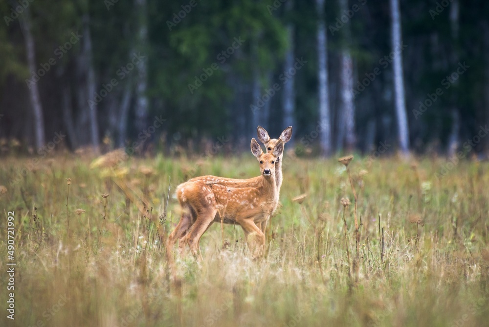 deer in the woods deer in the woods