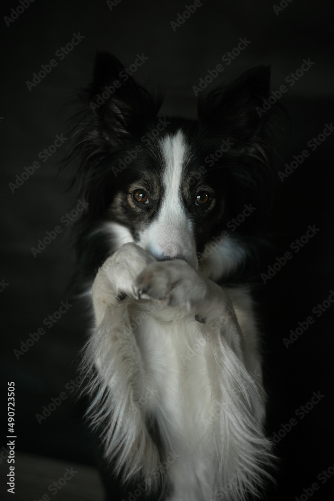 Border Collie Doing Stand Trick with Paws