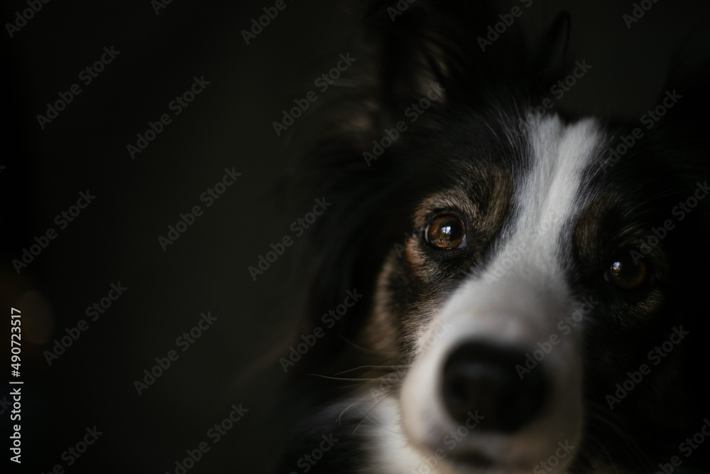 Tricolor Border Collie Looking at Camera 