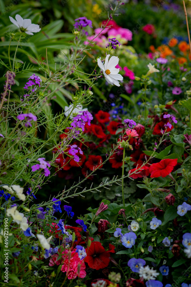 Vibrant Overgrown Flowers in a Garden Vibrant Overgrown Flowers in a Garden