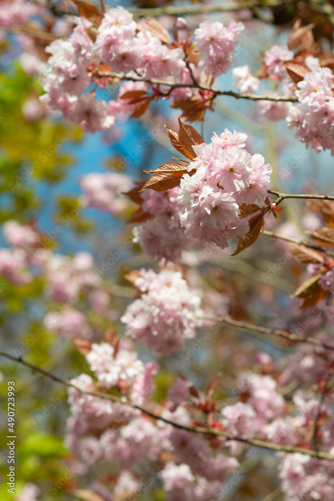 Pink Blossoms in Springtime on a Sunny Day Pink Blossoms in Springtime on a Sunny Day