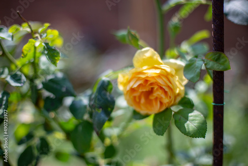 Photo of rose in park. Blurred background.