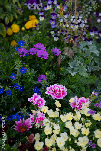 Vibrant Flowers in Pink Blue Purple and Yellow in Traditional COttage Garden