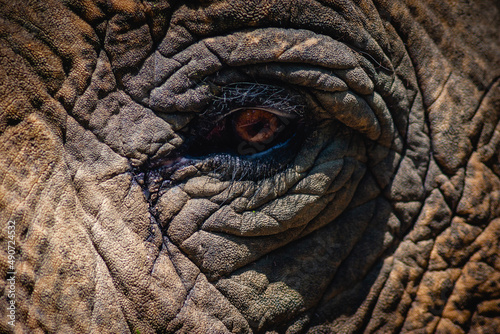 close up of an eye of an elephant