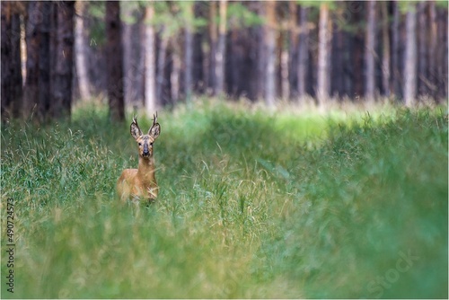 Photography roe deer in the woods