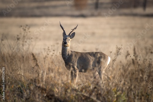Canvas Print deer in the grass