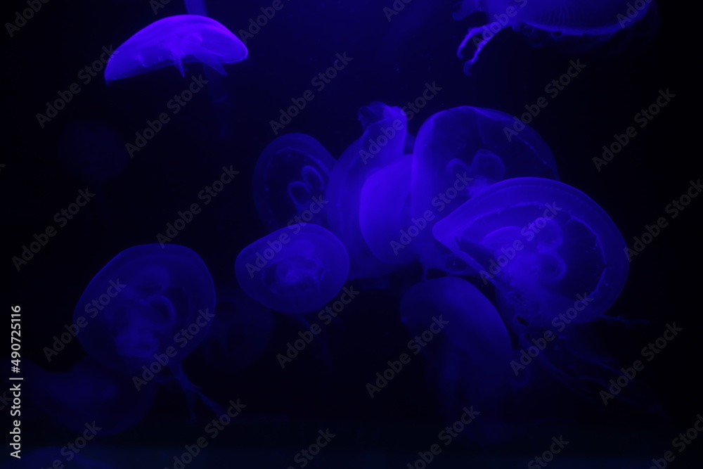 Meduzy w fioletowym świetle na ciemnym tle - obrazy, fototapety, plakaty 
