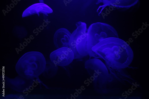 Meduzy w fioletowym świetle na ciemnym tle