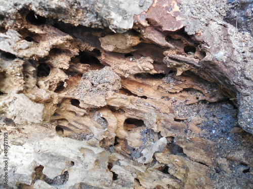 The wood of an old tree, heavily damaged by bark beetles, ants and other woodworm insects.