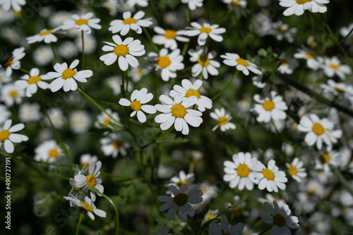 a lot of small white flowers bloom and together form a beautiful background