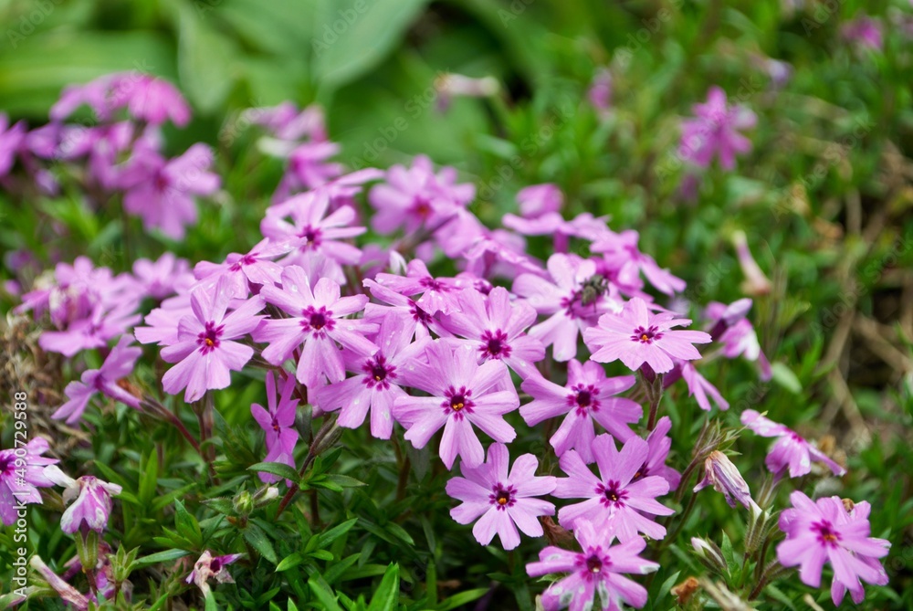 Small pink flowers blooming in the garden spring