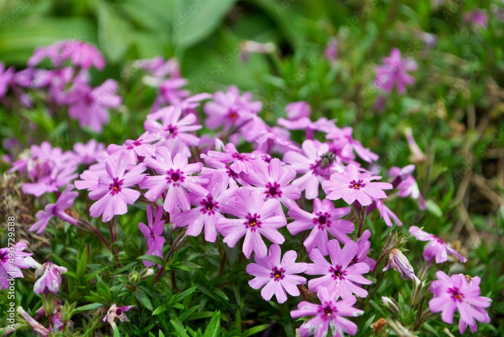 Small pink flowers blooming in the garden spring Small pink flowers blooming in the garden spring