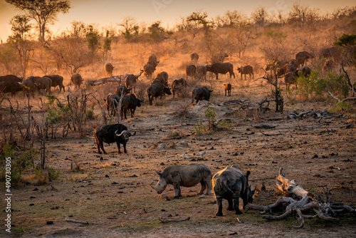 Rhinoceros and calf surrounded by a herd of buffalo at sunset in the Kruger National Park.  