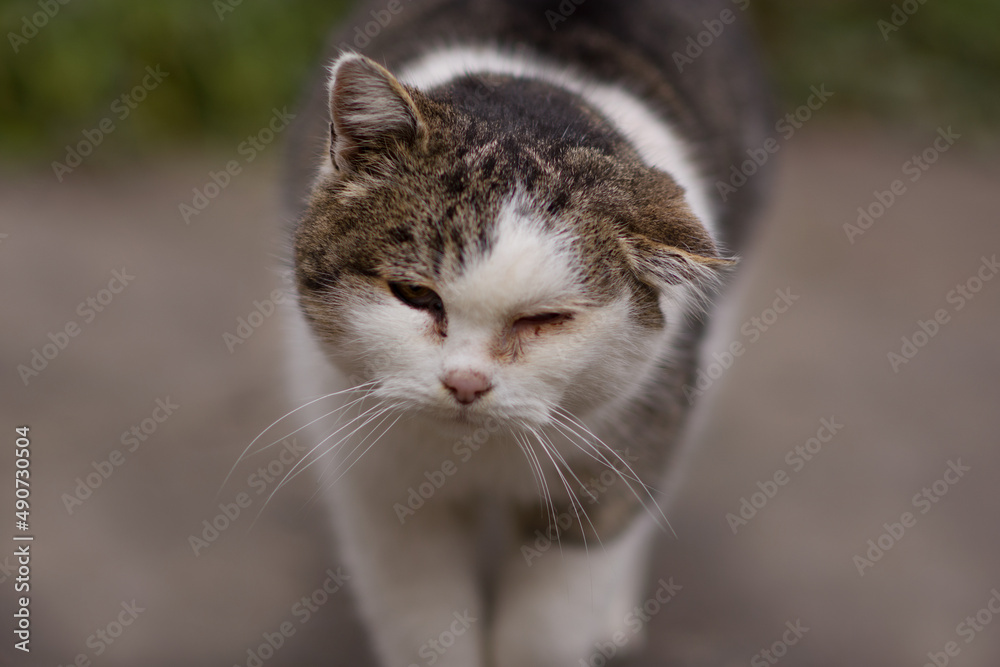 Poor old sick cat with hematoma on ear and inflammated eyes