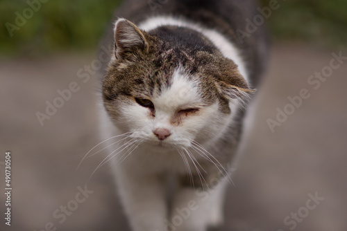 Poor old sick cat with hematoma on ear and inflammated eyes