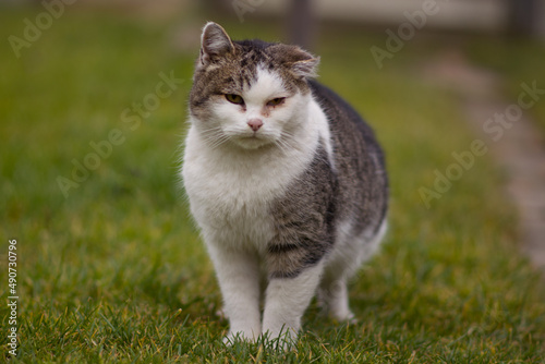 Poor old sick cat with hematoma on ear and inflammated eyes