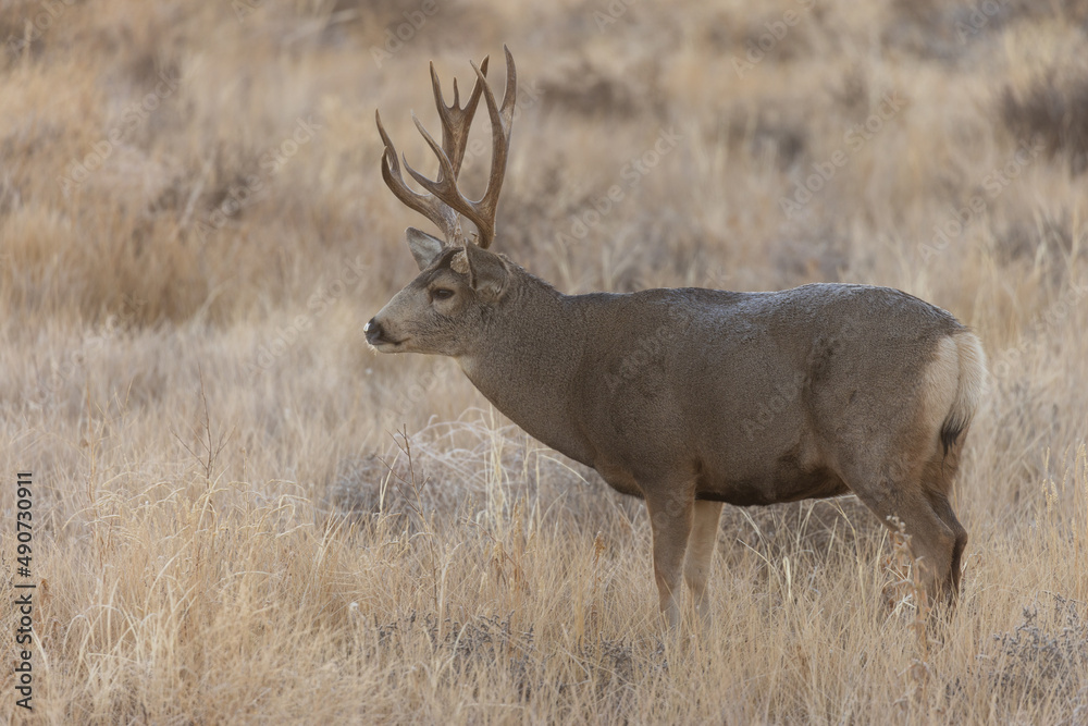 Buck Mule Deer in Fall in Colorado Buck Mule Deer in Fall in Colorado