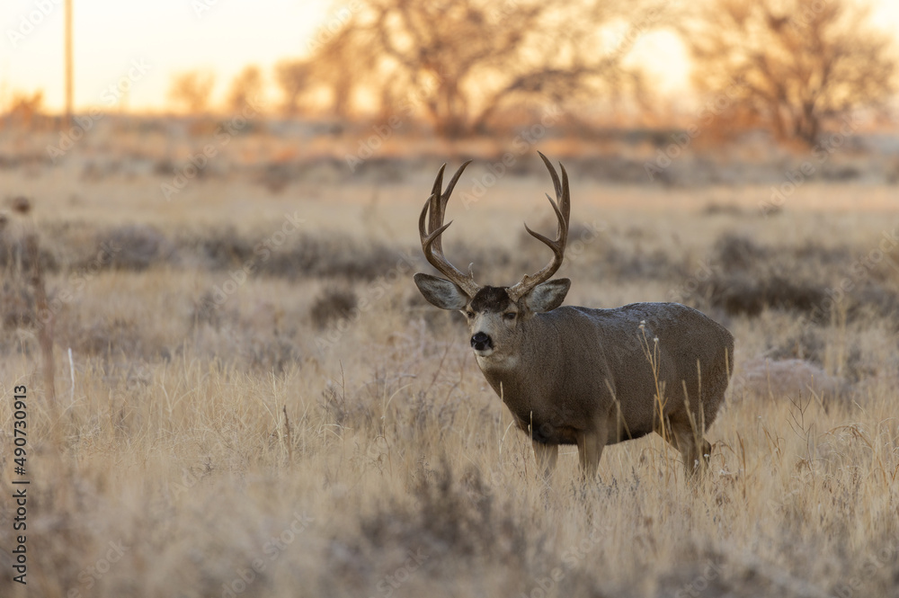 Buck Mule Deer in Fall in Colorado Buck Mule Deer in Fall in Colorado