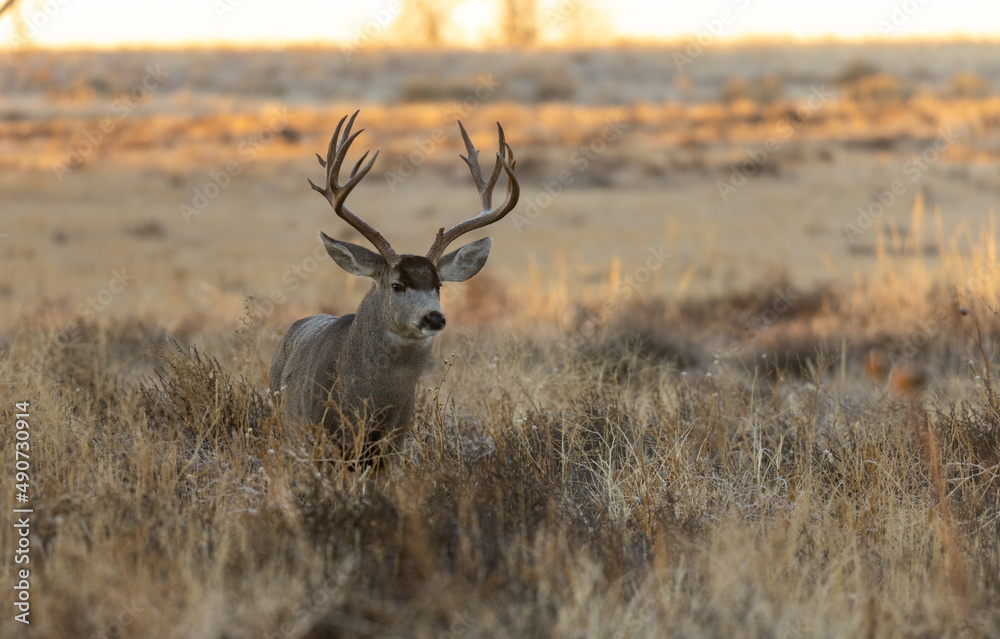 Fototapeta premium Buck Mule Deer in Fall in Colorado