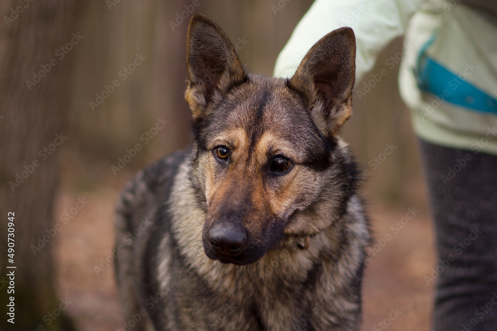 German shepher young dog with eye defect and injured leg