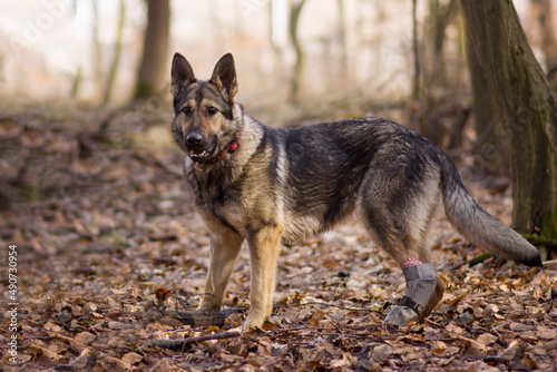 German shepher young dog with eye defect and injured leg