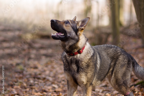 German shepher young dog with eye defect and injured leg