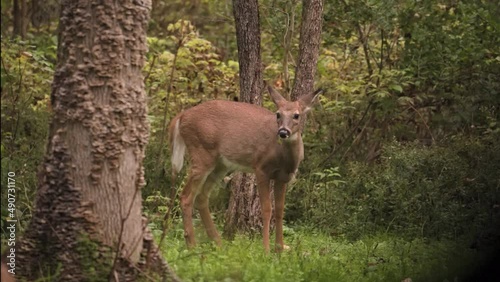 Button Buck Eating Clover - Whitetail Deer Male Fawn Eating In The Wilderness photo