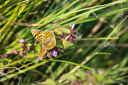 Ansicht eines kleinen Perlmuttfalters auf einer Wiese.
 Ein Schmetterling auf einer Wiese, Wiesenpflanze. Wunderschöne Schmetterlinge Deutschlands.
