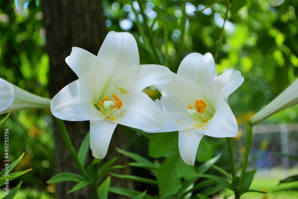 White lily flower blooming early in the season spring White lily flower blooming early in the season spring